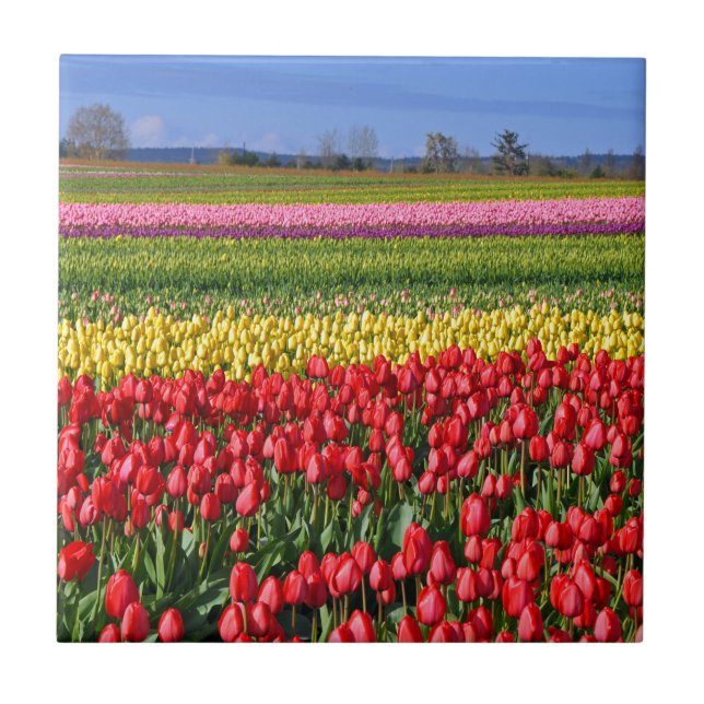Farbiges Tulpenfeld Fliese (Vorderseite)