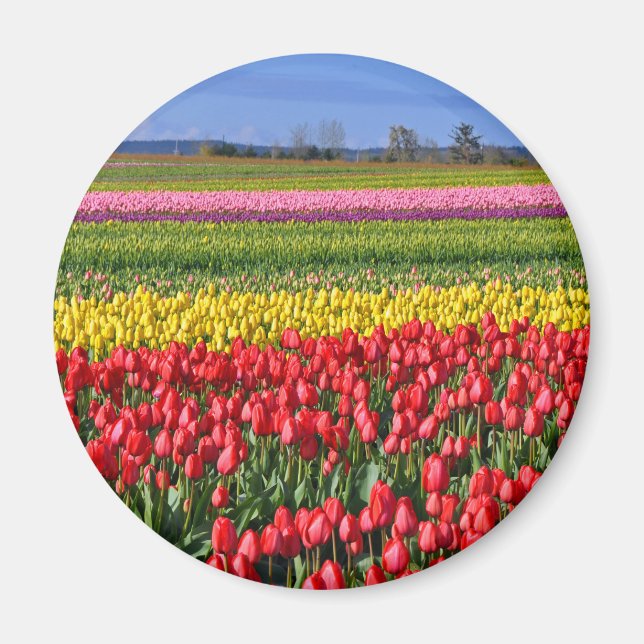 Farbiges Tulpenfeld Magnet (Vorne)
