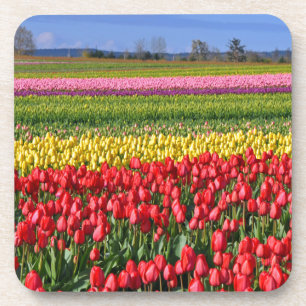 Farbiges Tulpenfeld Untersetzer