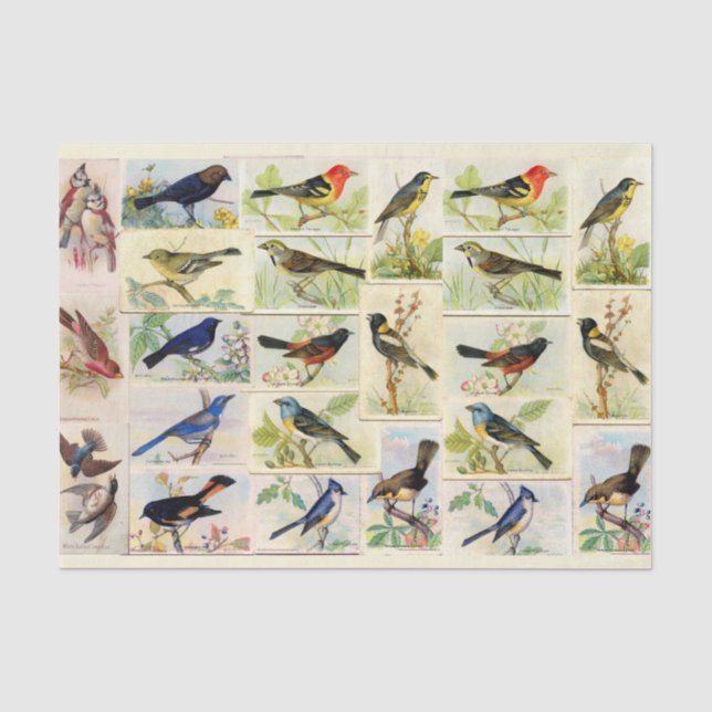 Farbiges Vogelgezwirnpapier Seidenpapier (Vorderseite)