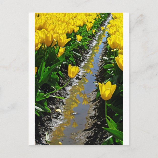 Farbreihen Postkarte (Vorderseite)