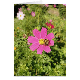 Farbrosa Cosmos Blume Blank Card
