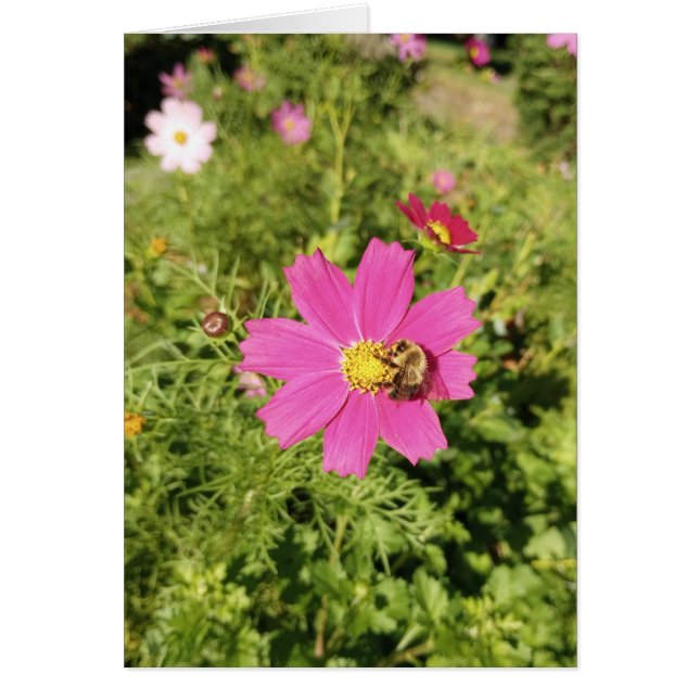 Farbrosa Cosmos Blume Blank Card (Vorne)