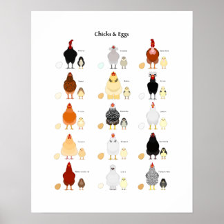 Farbschema für Küken und Eier Poster
