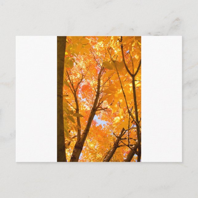 Farbstimmung im Herbst Postkarte (Vorderseite)