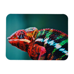 Farbverändernder Regenbogen-Chameleon-Reptil Magnet