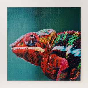 Farbverändernder Regenbogenfarben-Chameleon-Reptil