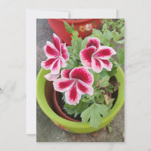 Fareham Pelargonium Blume Flat Card