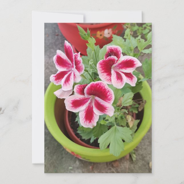 Fareham Pelargonium Blume Flat Card (Vorderseite)