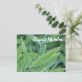 Fargesia murielae Bamboo Pflanze für Gärtner Feiertagspostkarte