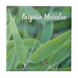 Fargesia murielae Bamboo Pflanze für Gärtner Fliese