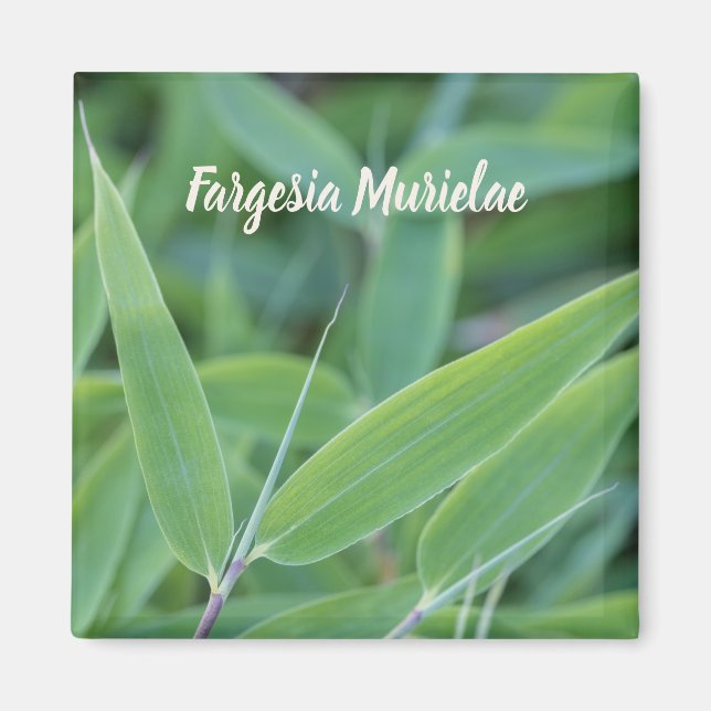 Fargesia murielae Bamboo Pflanze für Gärtner Magnet (Vorne)