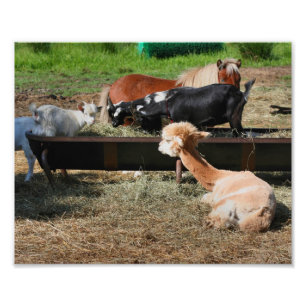 Farm Animal Barnyard Freunde Niedlich 10x8 Fotodruck