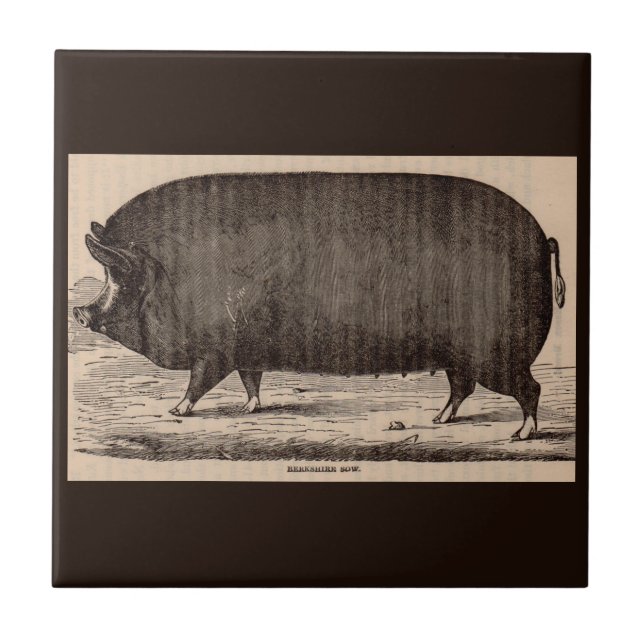 Farm Animal Printing Berkshire aus dem 19. Jahrhun Fliese (Vorderseite)