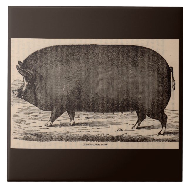 Farm Animal Printing Berkshire aus dem 19. Jahrhun Fliese (Vorderseite)