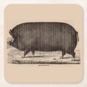 Farm Animal Printing Berkshire aus dem 19. Jahrhun Rechteckiger Pappuntersetzer