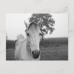 Farm Black and White Animal Fotografy Horse Postkarte