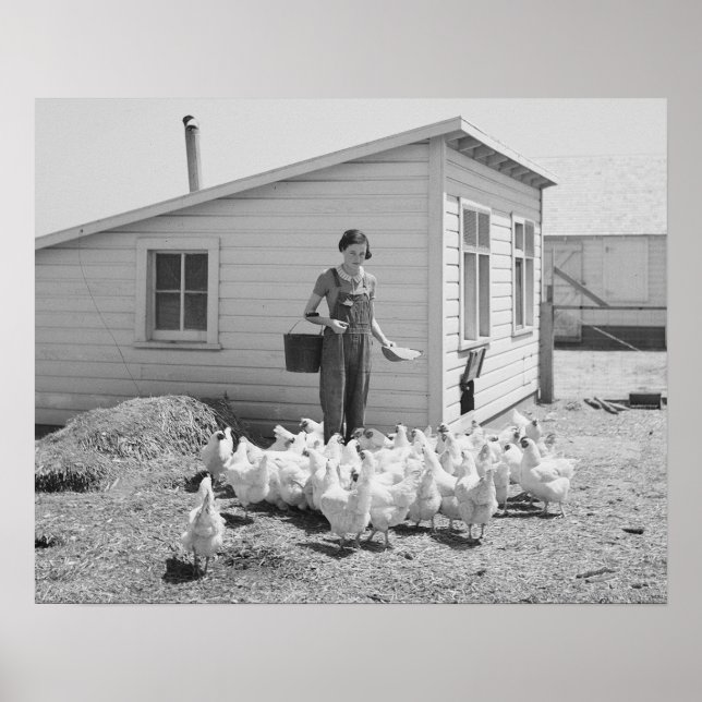 Farm Girl Fütternd Hühner, 1936. Vintages Foto Poster (Vorne)