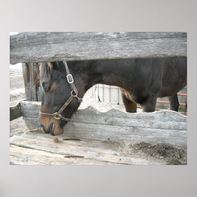 Farm Horse Humor Poster (Vorne)