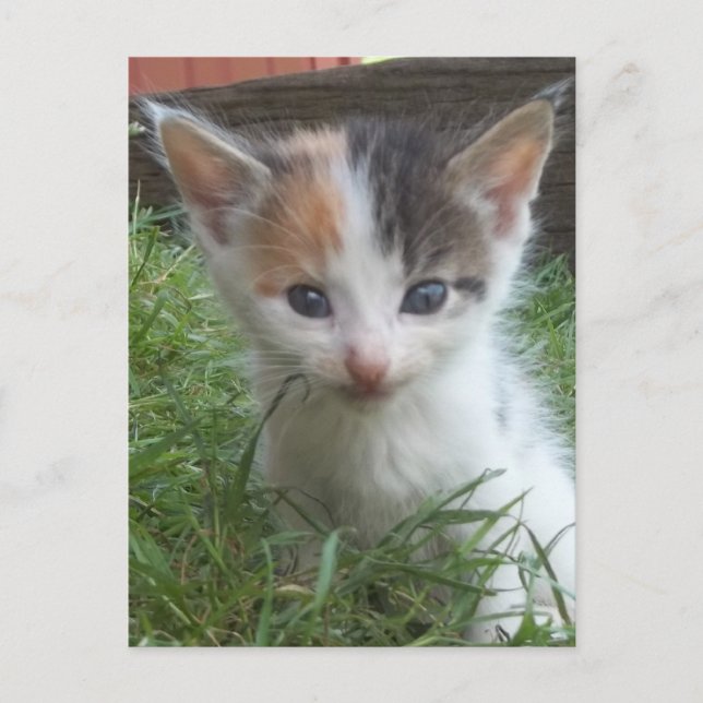 Farm Kitten Postkarte (Vorderseite)