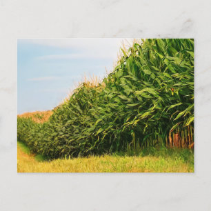 Farm Life USA Corn Crop Carte postale