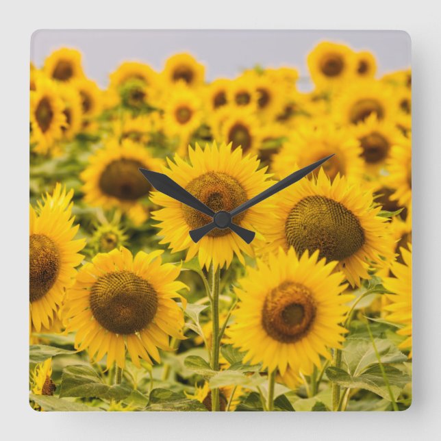 Farms | A Sunflower Field Quadratische Wanduhr (Vorderseite)