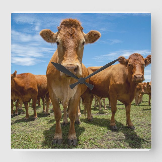 Farms | Brown Cow Group Quadratische Wanduhr (Vorderseite)