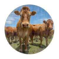 Farms | Brown Cow Group