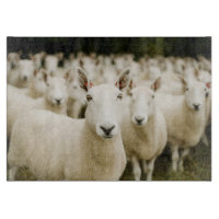 Farms | Herd of Sheep