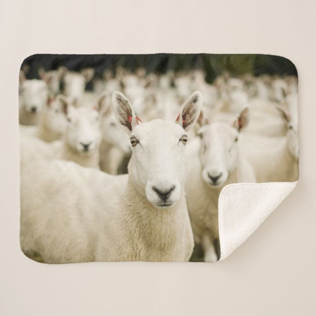 Farms Herd of Sheep Sherpadecke (Vorderseite (Horizontal))