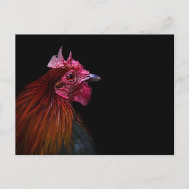 Farms | Rooster Head Shot Postkarte (Vorderseite)