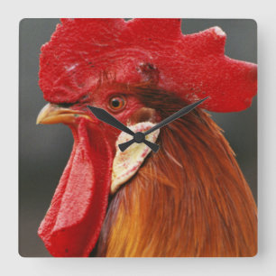 Farmyard Domestic Rooster Quadratische Wanduhr