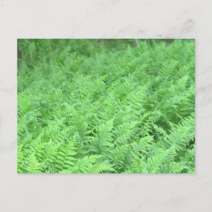 Farn Foto Postkarte