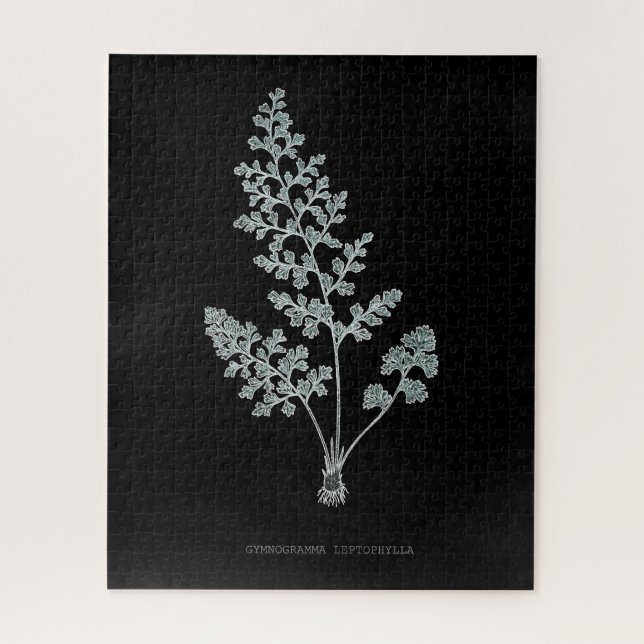 Farn - Gymnogramma Leptophylla - Röntgen-Effekt –  (Vertikal)