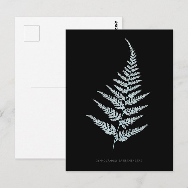 Farn - Gymnogramma L'herminieri. Röntgen-Effekt –  Postkarte (Vorne/Hinten)