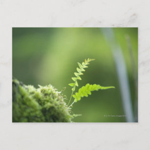 Farn in Regenwaldnähe Postkarte