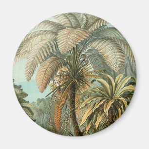 Farn Palmenbaum Antik Botanisch Farn Kunst Magnet