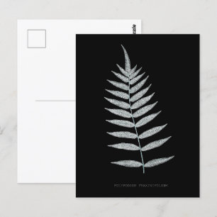 Farn - Polypodyum Fraxinifolium - Röntgen-Effekt - Postkarte