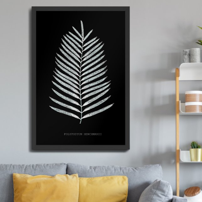 Farn - Polypodyum Henchmanii - Röntgen-Effekt - 07 Poster (Von Creator hochgeladen)