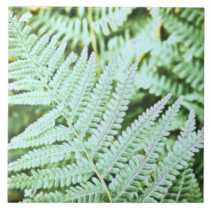 Farn Tropische Grüne Blätter Pflanze Waldflora  Fliese
