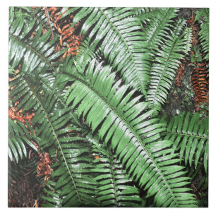 Farn Tropische Grüne Blätter Pflanze Waldflora Fliese