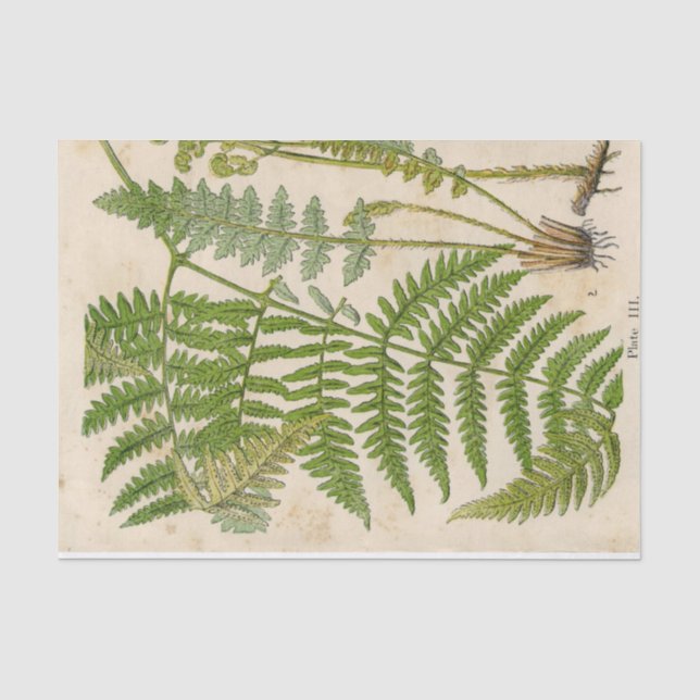 Farn-Vintages botanisches Seidenpapier (Vorderseite)
