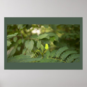 Farnblätter Foto Poster