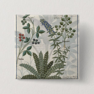 Farne, Brombeersträucher und Blumen Button