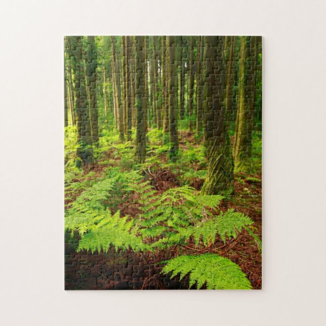 Farne im Wald (Vertikal)