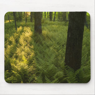 Farne im Wald in Grafton, Massachusetts. Mousepad