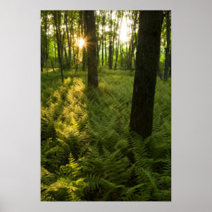 Farne im Wald in Grafton, Massachusetts. Poster