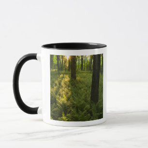 Farne im Wald in Grafton, Massachusetts. Tasse
