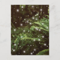 Farne im Zentrum der Waldsterne