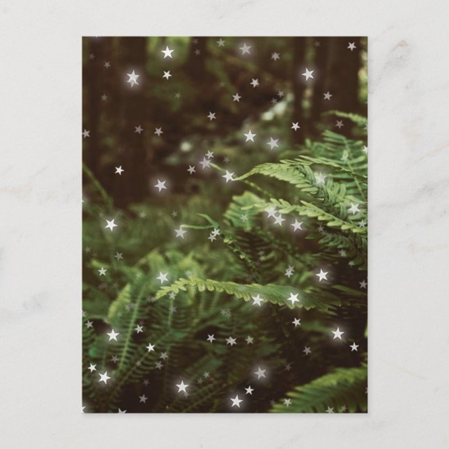 Farne im Zentrum der Waldsterne Postkarte (Vorderseite)